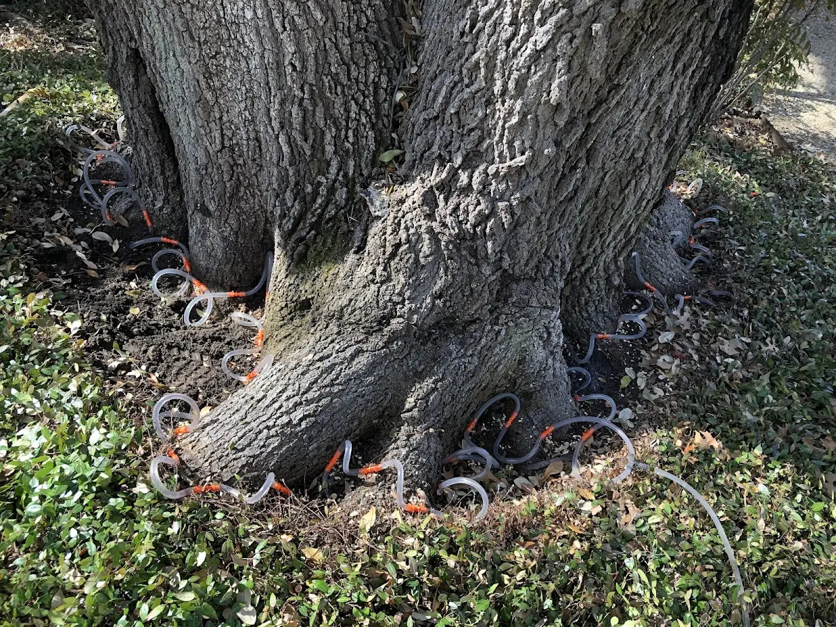 Detailed Tree Cabling and Bracing job site in Shreve