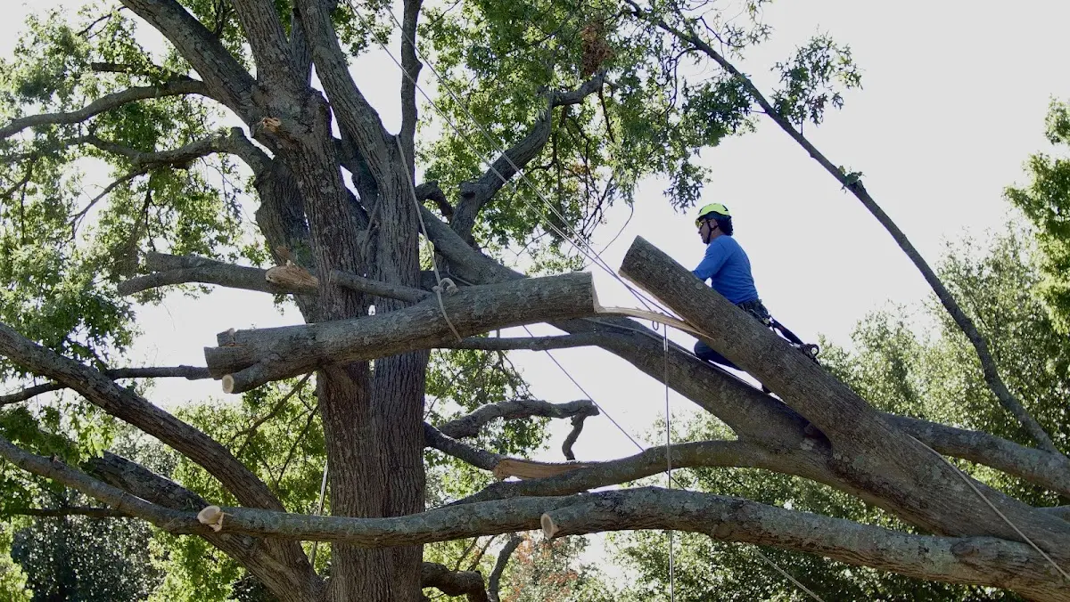 Professional Hazardous Tree Removal performed by certified arborists in Shreve