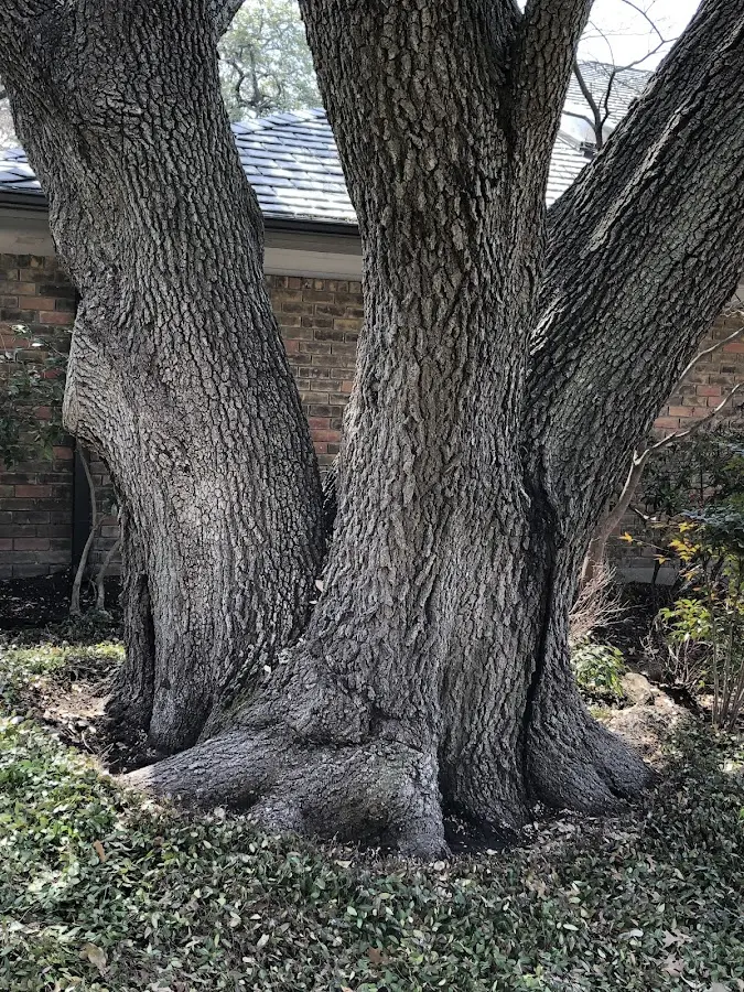 Mature heritage tree close to a Shreve property cared for by certified arborists