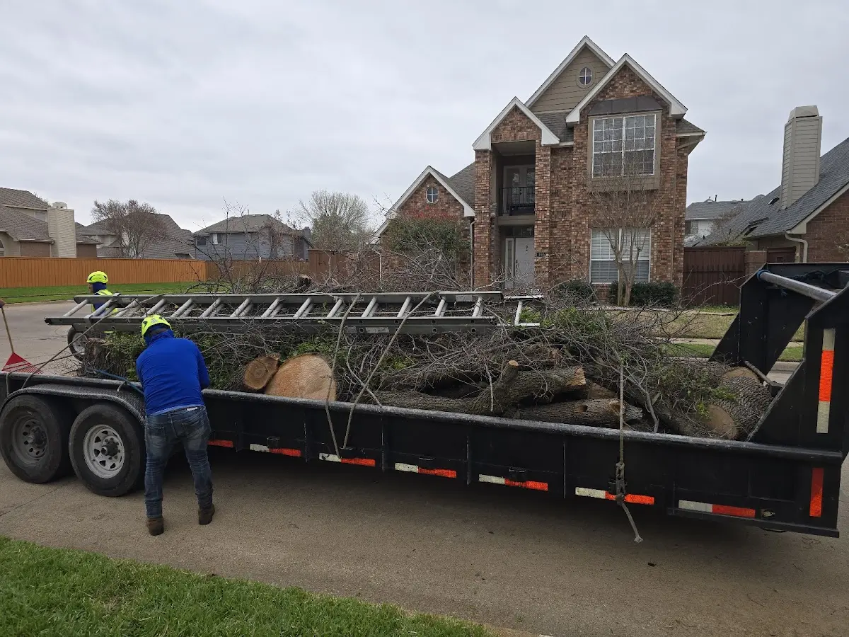 Expert Tree Pest Control with proper safety equipment in Shreve